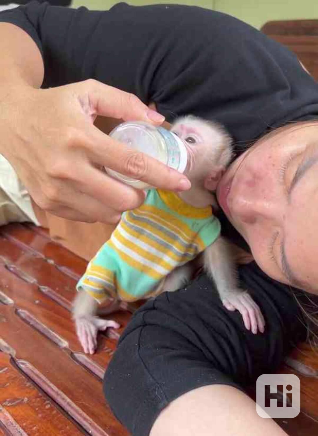 Máme k dispozici krásná mláďata kapucínských opic - foto 1