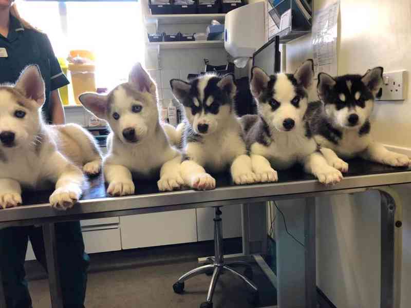 Štěňata sibiřského huskyho - foto 3