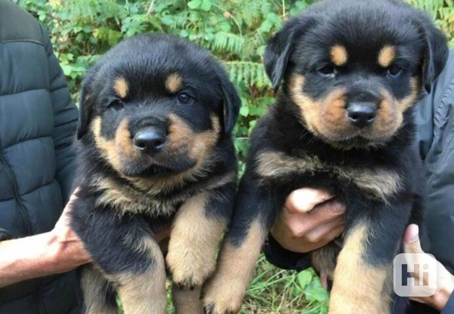  štěňata rotvajlera  - foto 1