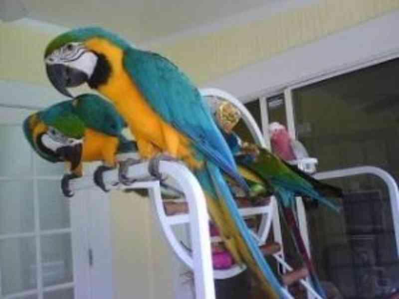 Modrí a zlatí papoušci papoušci papoušci papoušci ara - foto 1