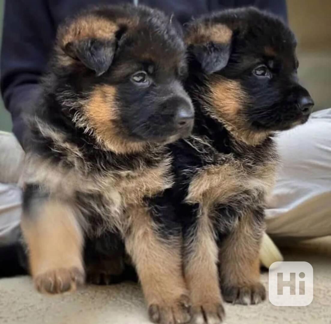 Štěňata německého ovčáka k adopci zdarma - foto 1