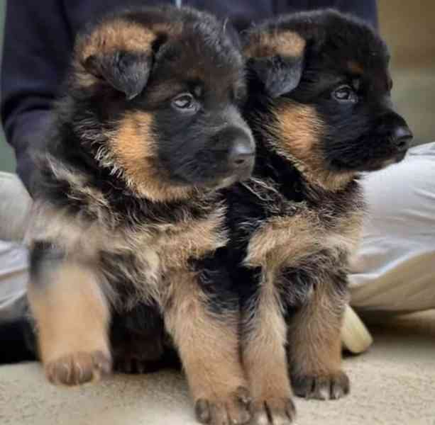 Štěňata německého ovčáka k adopci zdarma - foto 2