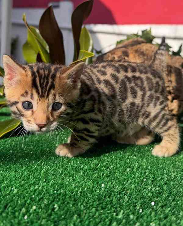 Krásné čistokrevné bengálské kočky hledají nový domov - foto 2