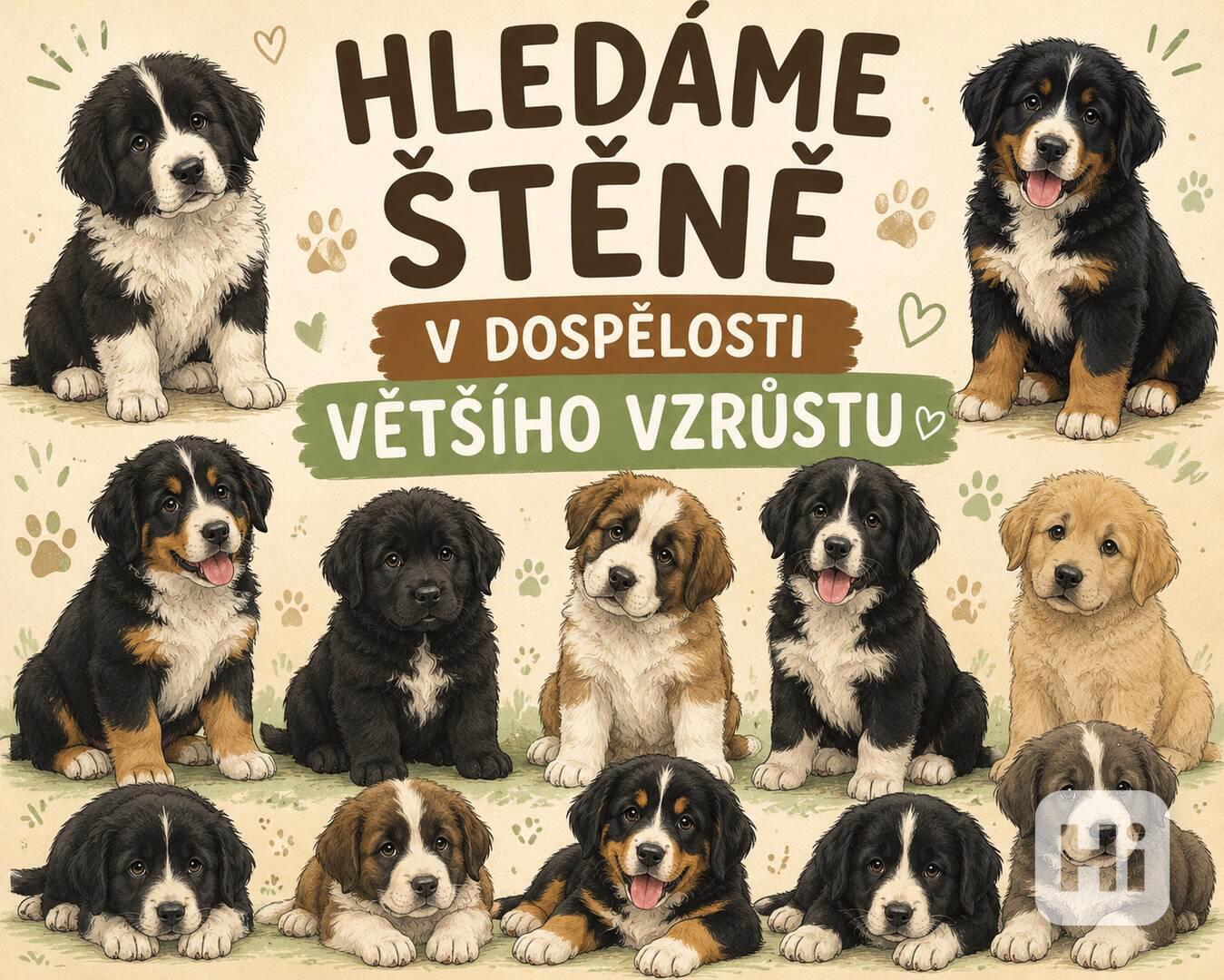 Dobrý den hledám štěně kluka většího vzrůstu v dospělosti ☺️ - foto 1