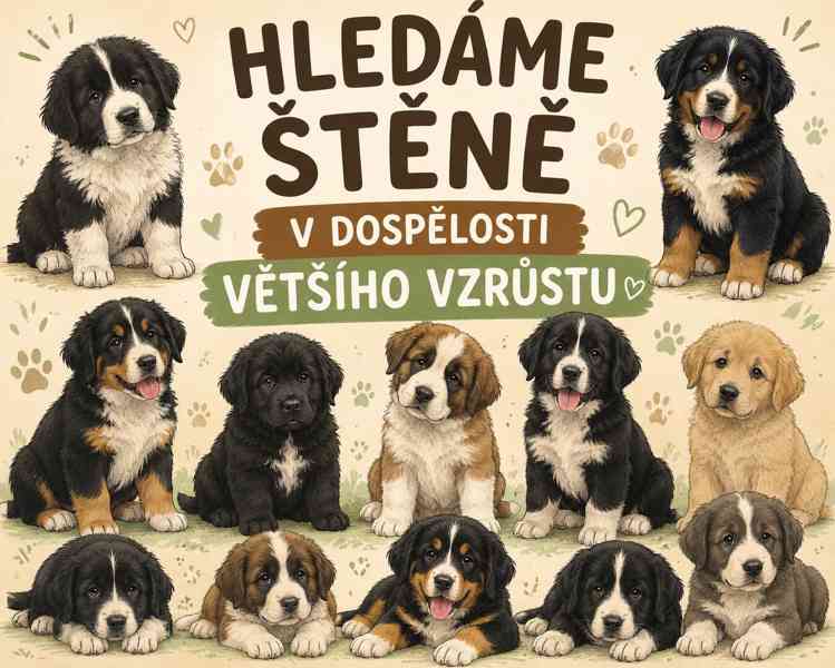 Dobrý den hledám štěně kluka většího vzrůstu v dospělosti ☺️ - foto 3