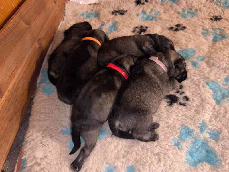 Knírač střední pepř a sůl - foto 5