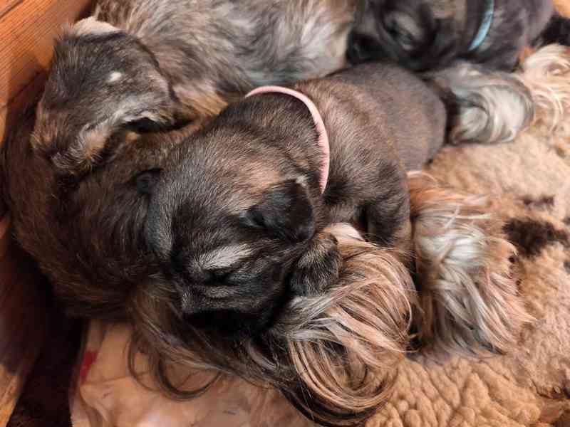 Knírač střední pepř a sůl - foto 2