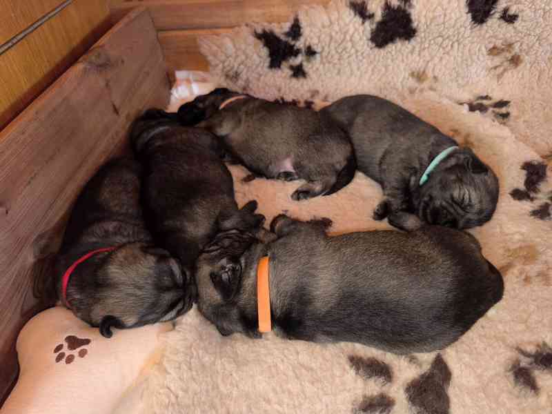 Knírač střední pepř a sůl - foto 4