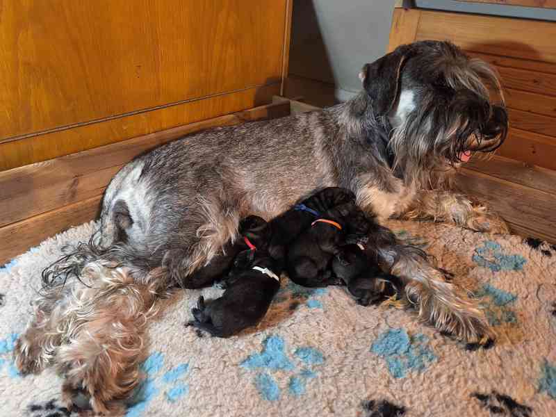 Knírač střední pepř a sůl - foto 6