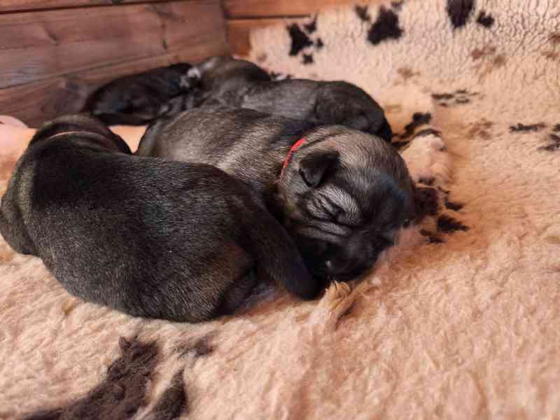 Knírač střední pepř a sůl - foto 3