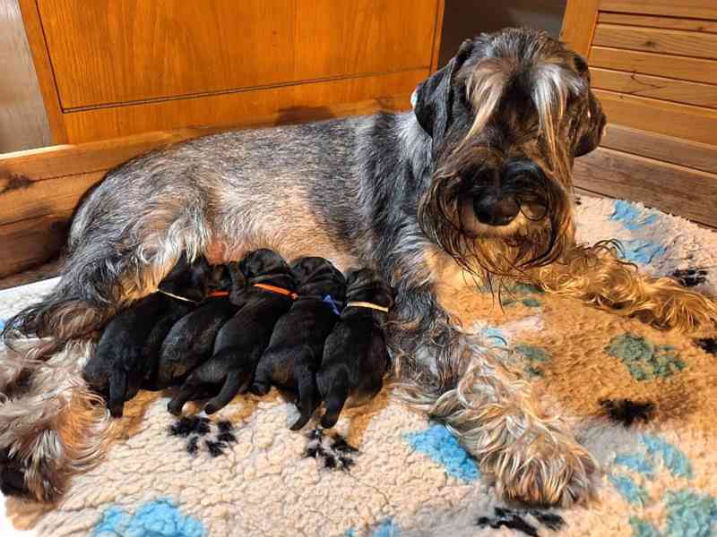 Knírač střední pepř a sůl - foto 7