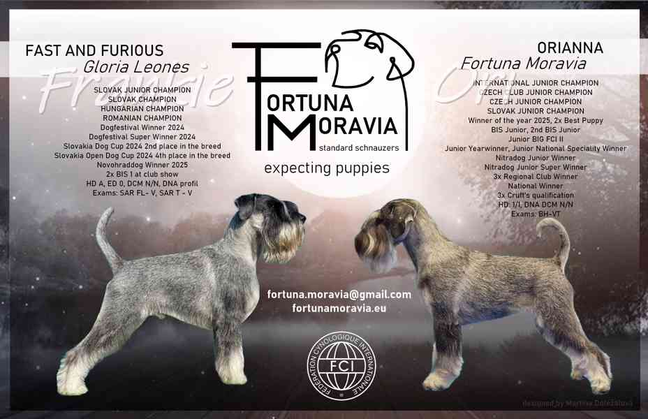 Knírač střední pepř a sůl - foto 1