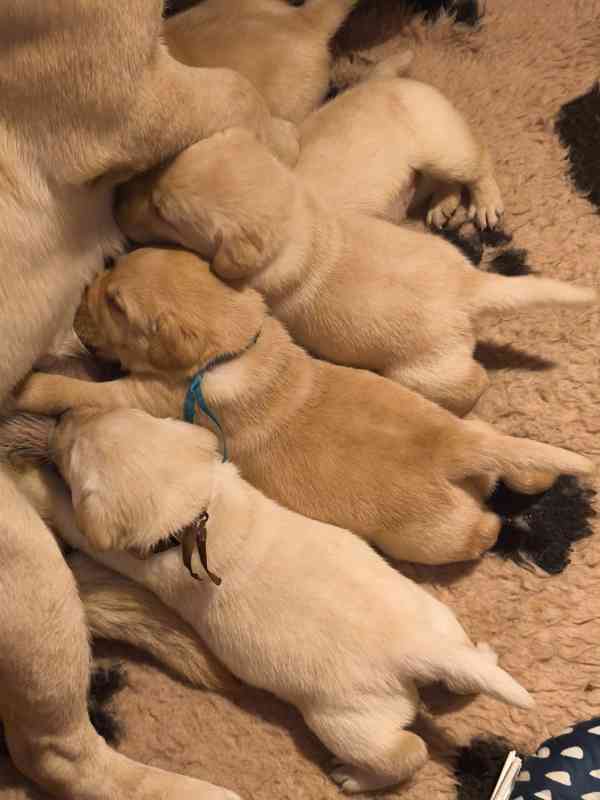 Labrador  smetanový + žlutý KLUCI s PP - foto 10