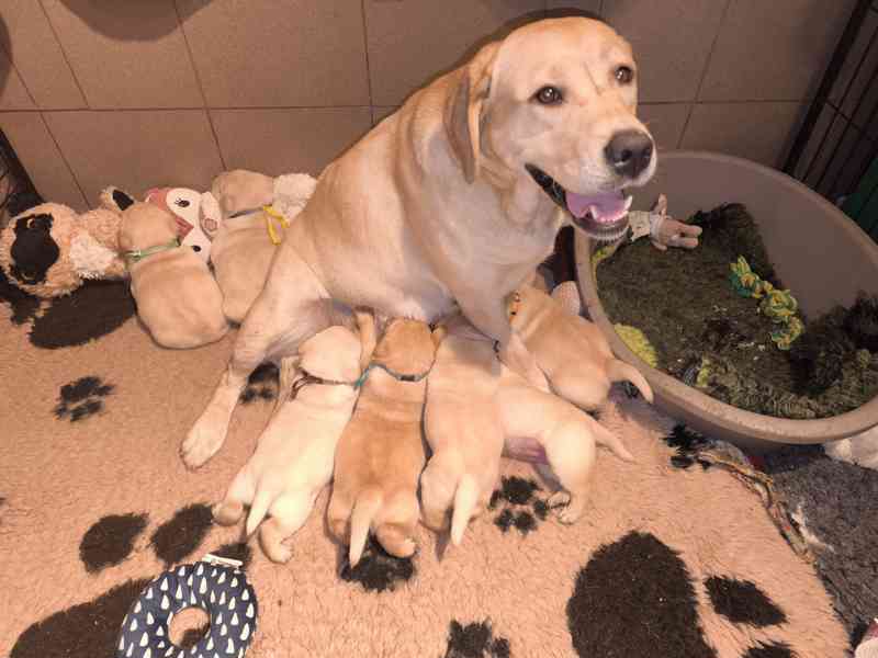 Labrador  smetanový + žlutý KLUCI s PP - foto 9