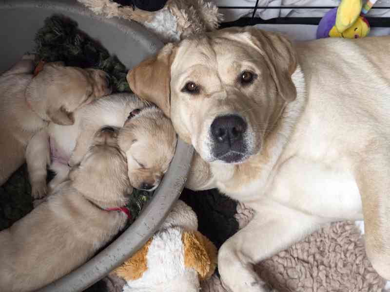 Labrador  smetanový + žlutý KLUCI s PP - foto 11