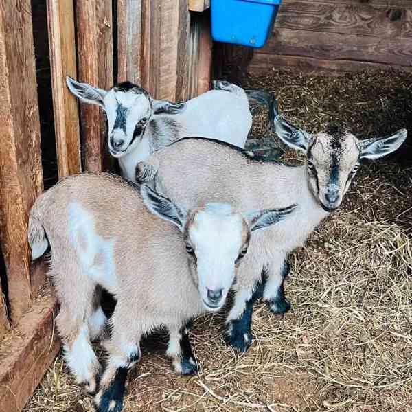 Prodám naprosto úžasné kozy! - foto 1