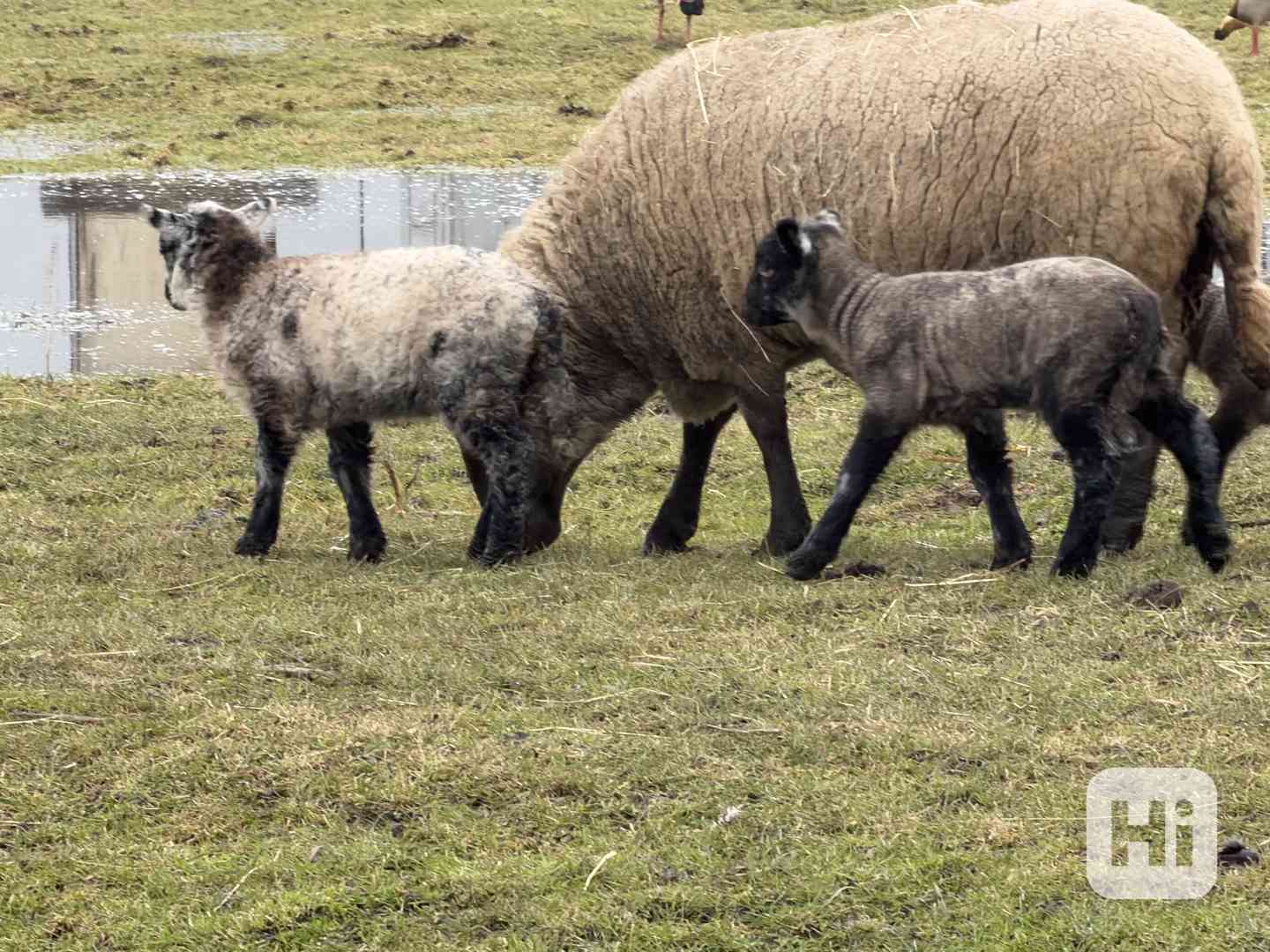 Prodej jehňat  - foto 1