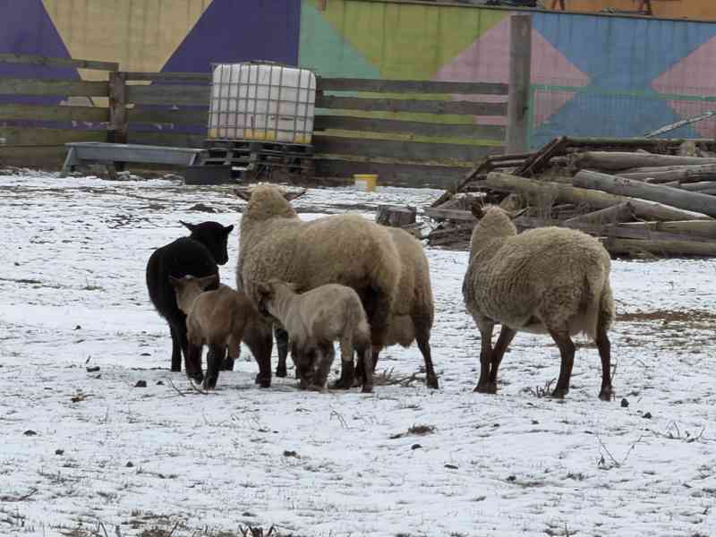 Prodej jehňat  - foto 3