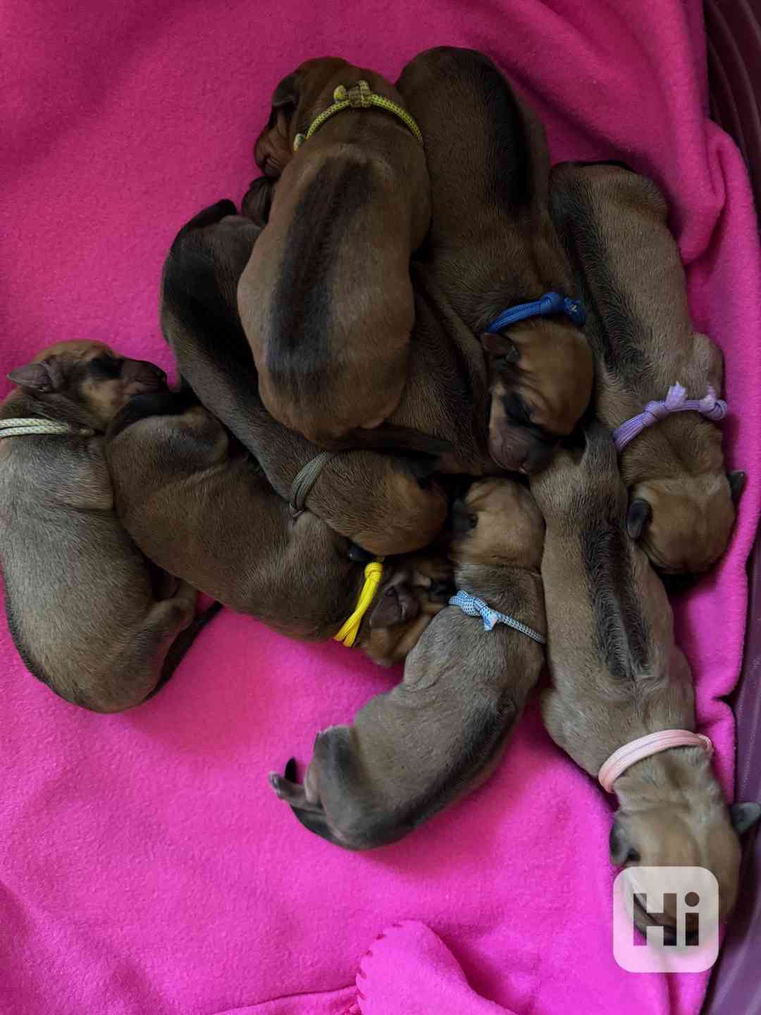 Rhodéský ridgeback - štěňátka s PP - foto 1