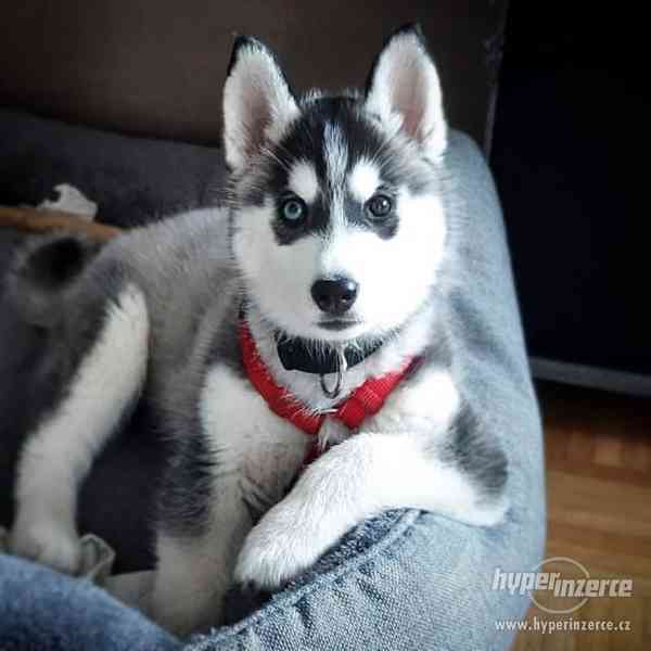 Prodám štěňátka Sibiřský husky - foto 2