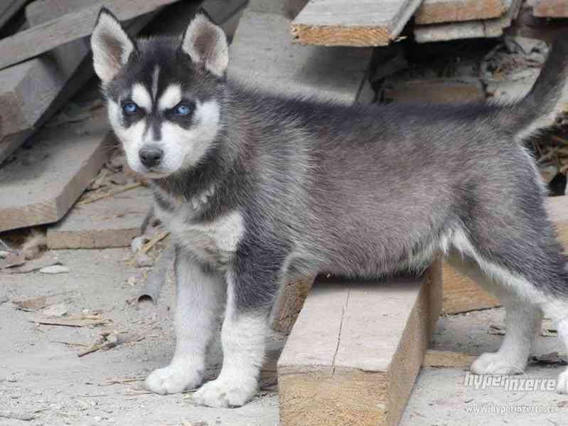 Prodám štěňátka Sibiřský husky - foto 3