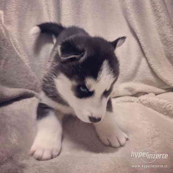 Prodám štěňátka Sibiřský husky - foto 4