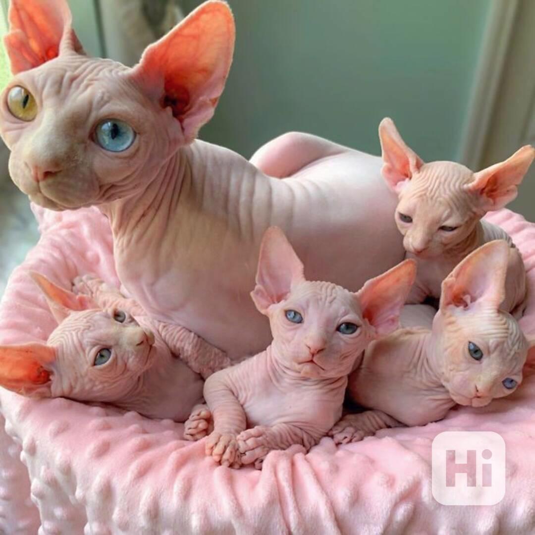 Koťata Sphynx k adopci. - foto 1