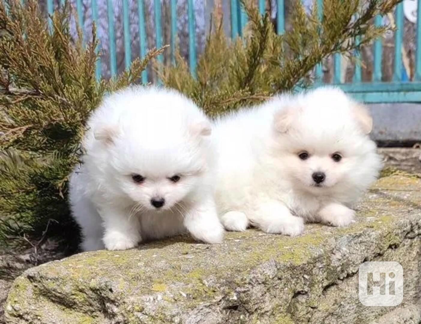 přátelská štěňata pomeraniana. - foto 1