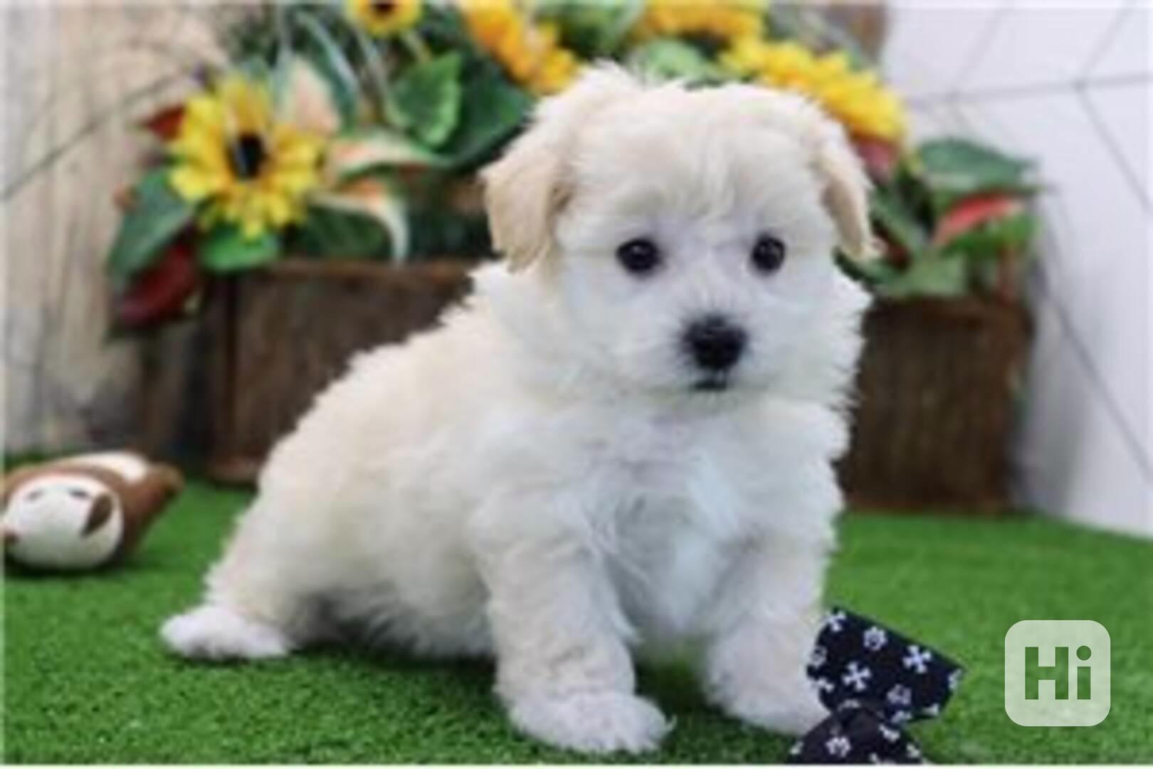 Štěňata Maltipoo připravena do nového domova Štěňata Maltipo - foto 1