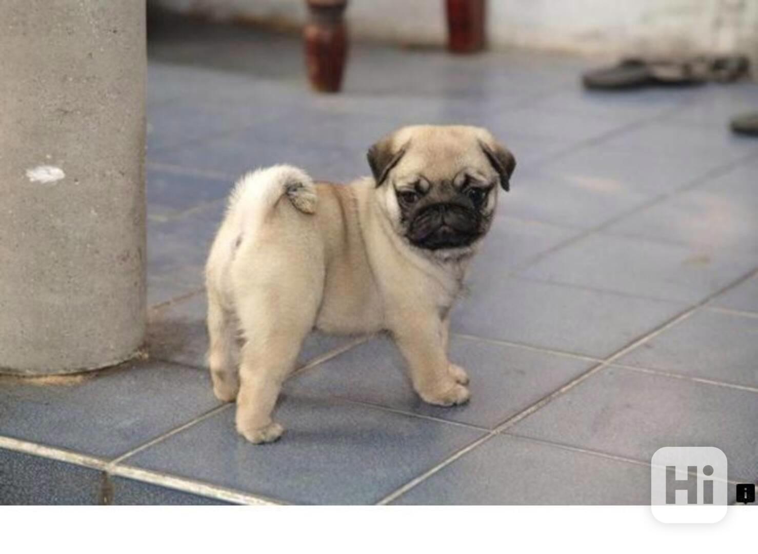 Mops Štěňata - foto 1