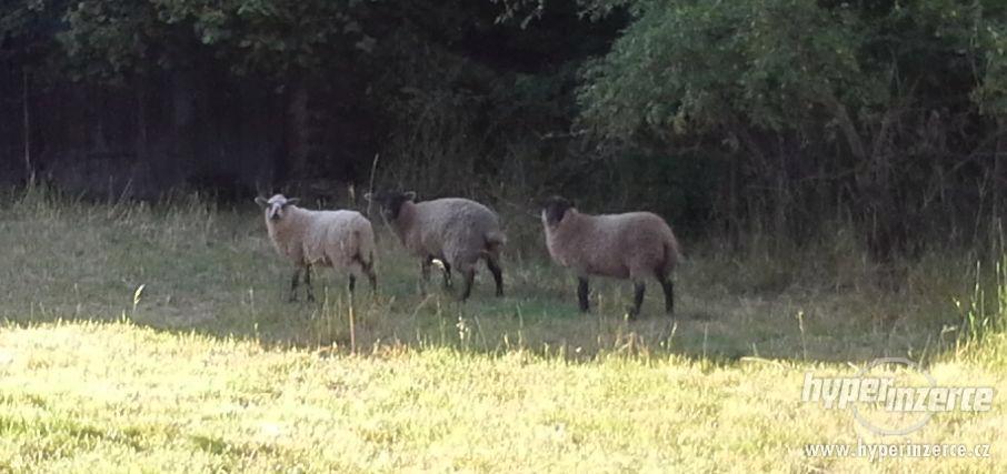 Prodám 3 ovce (1400 Kč/ks) - foto 1