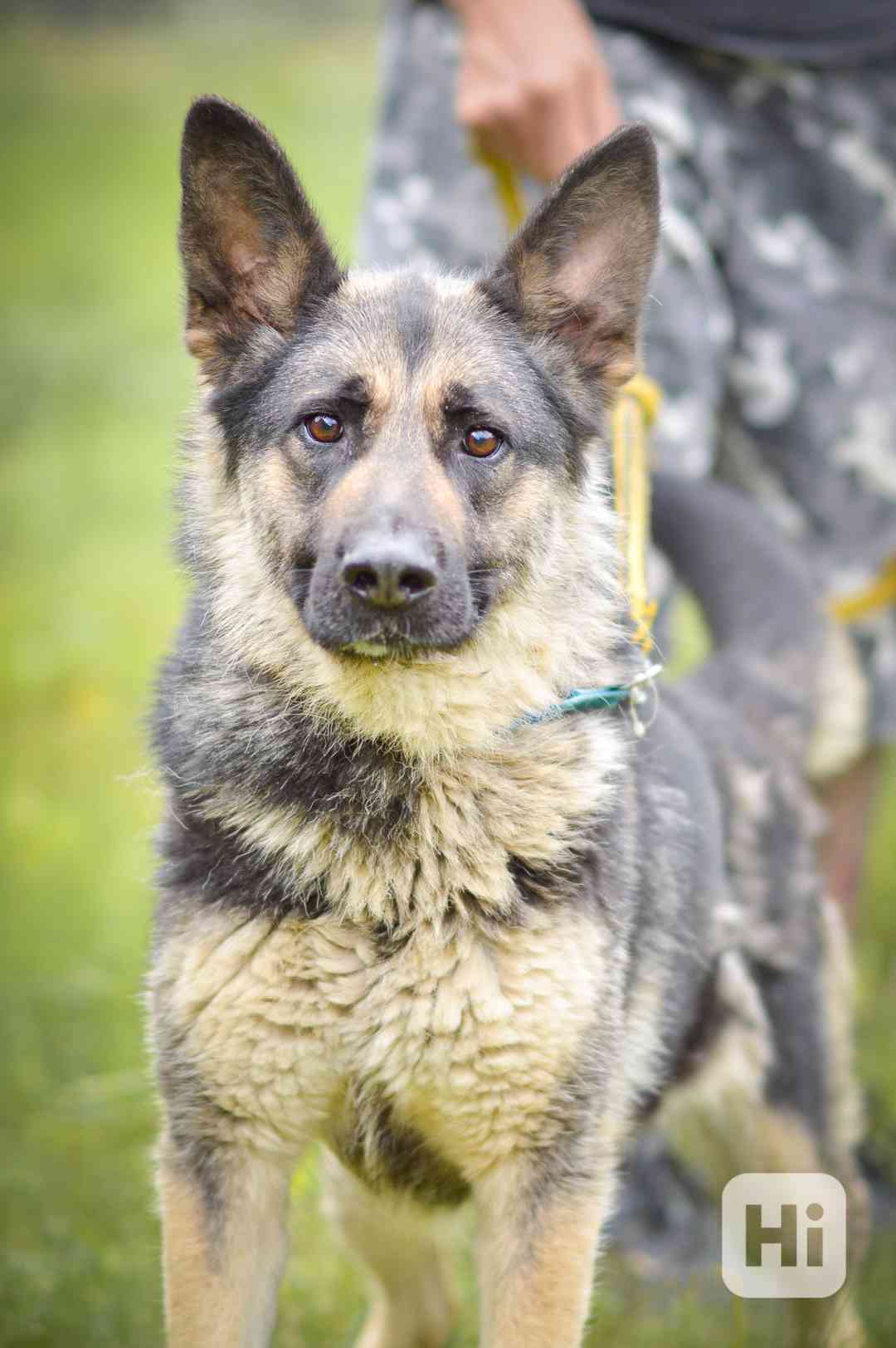 Shiny - x Německý ovčák, aktivní holka, cca 3 roky - foto 1
