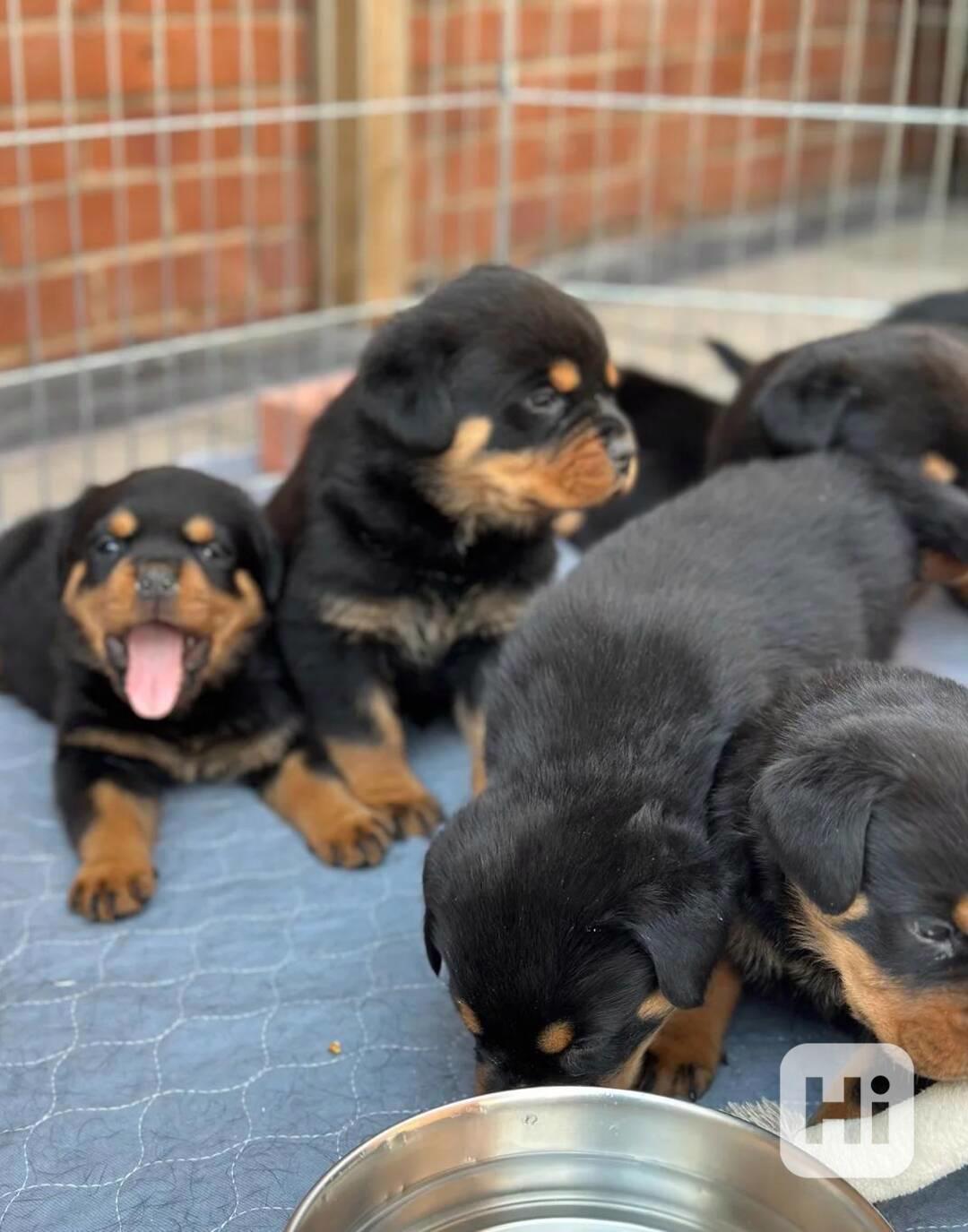 Krásná štěňata rotvajlera - foto 1