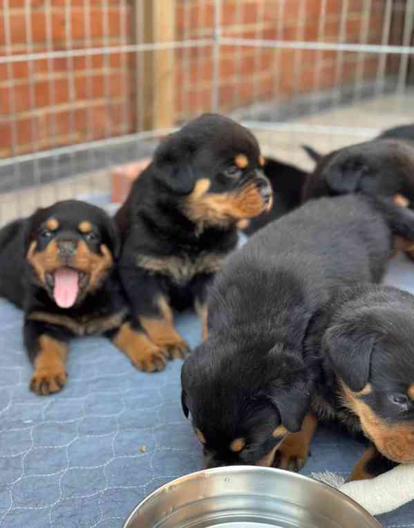 Krásná štěňata rotvajlera - foto 1