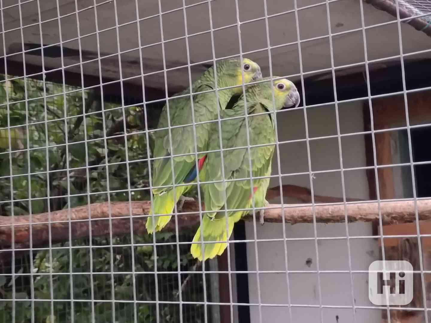 Amazoňan modročelý - foto 1