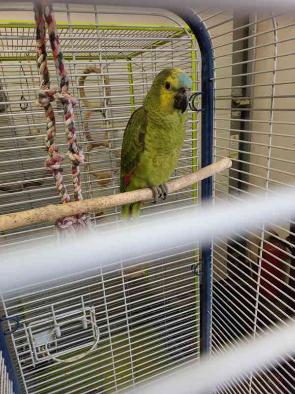 Amazoňan modročelý - foto 2