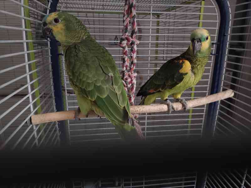 Amazoňan modročelý - foto 3