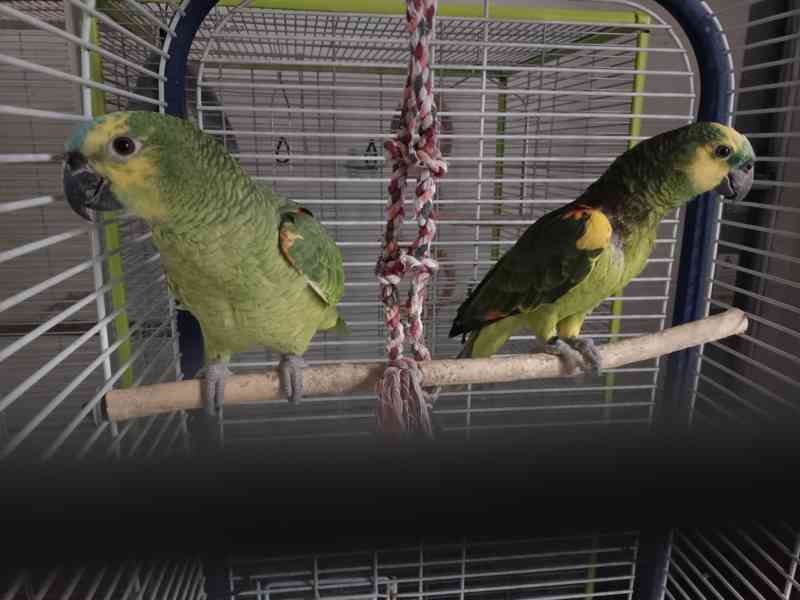 Amazoňan modročelý - foto 5