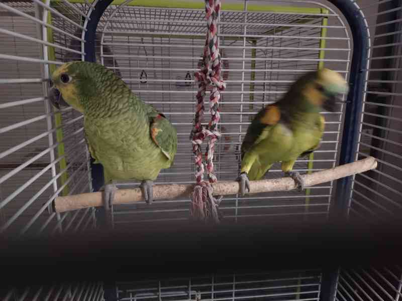 Amazoňan modročelý - foto 4