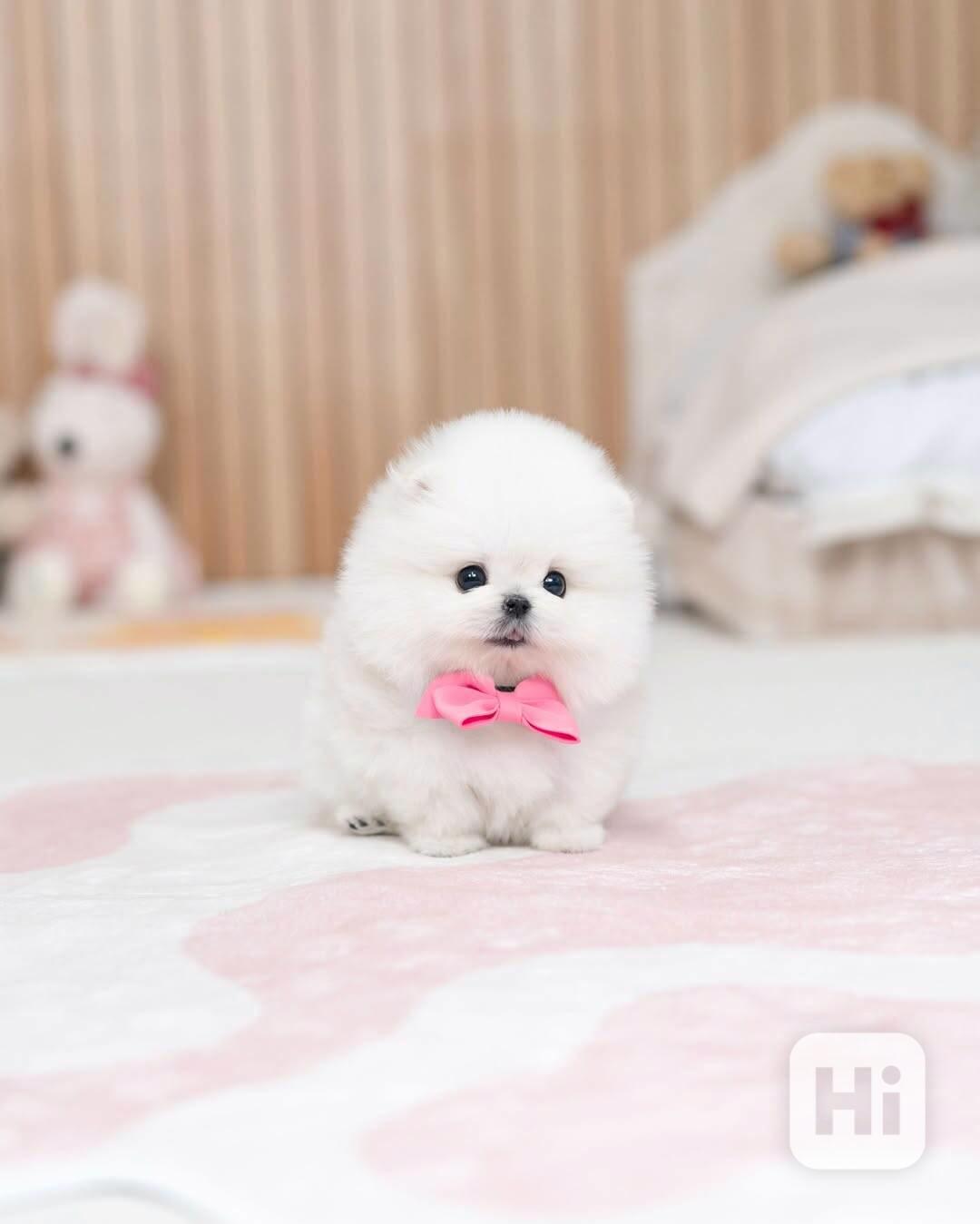 Nádherná štěňata mini pomeranianů – vychovaná s láskou - foto 1