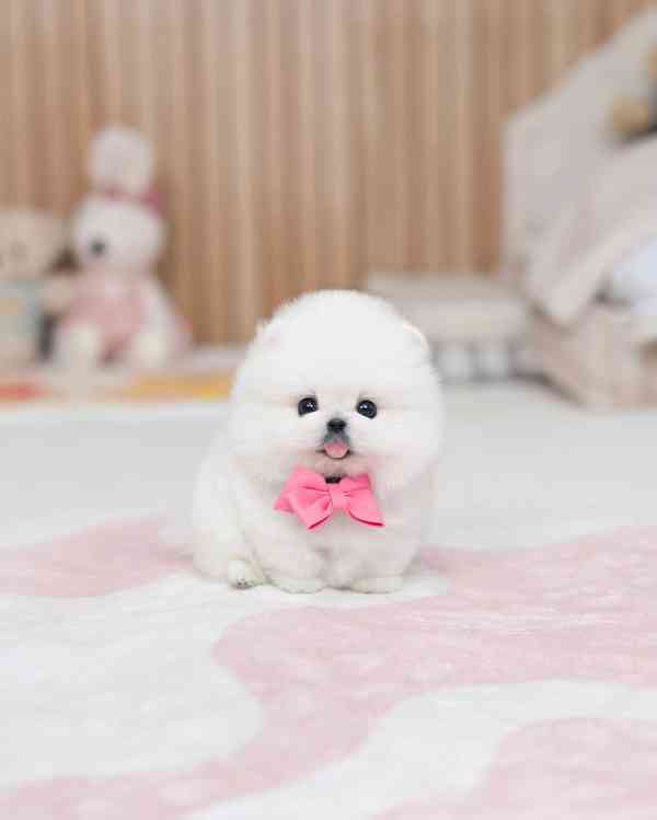 Nádherná štěňata mini pomeranianů – vychovaná s láskou - foto 2