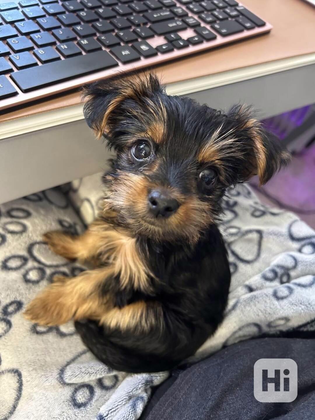 Yorkshirský teriér štěňata s pp - foto 1