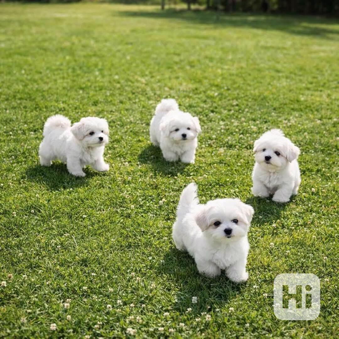 Dvě štěňata bišonka frise k prodeji - foto 1