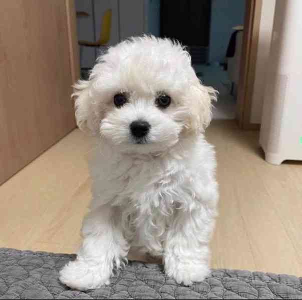 Dvě štěňata bišonka frise k prodeji - foto 2