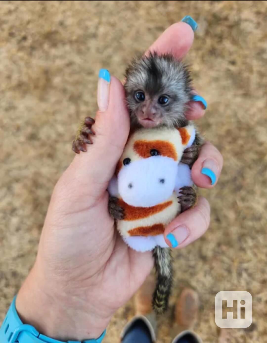 Roztomilý, zdravý opičák kosman k prodeji a adopci - foto 1