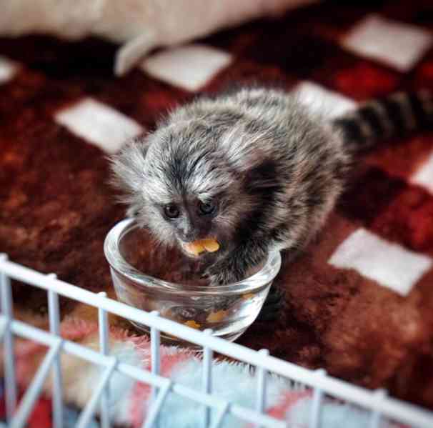 Roztomilý, zdravý opičák kosman k prodeji a adopci - foto 3