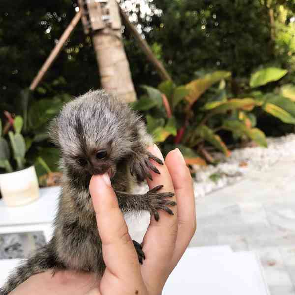Roztomilý, zdravý opičák kosman k prodeji a adopci - foto 4