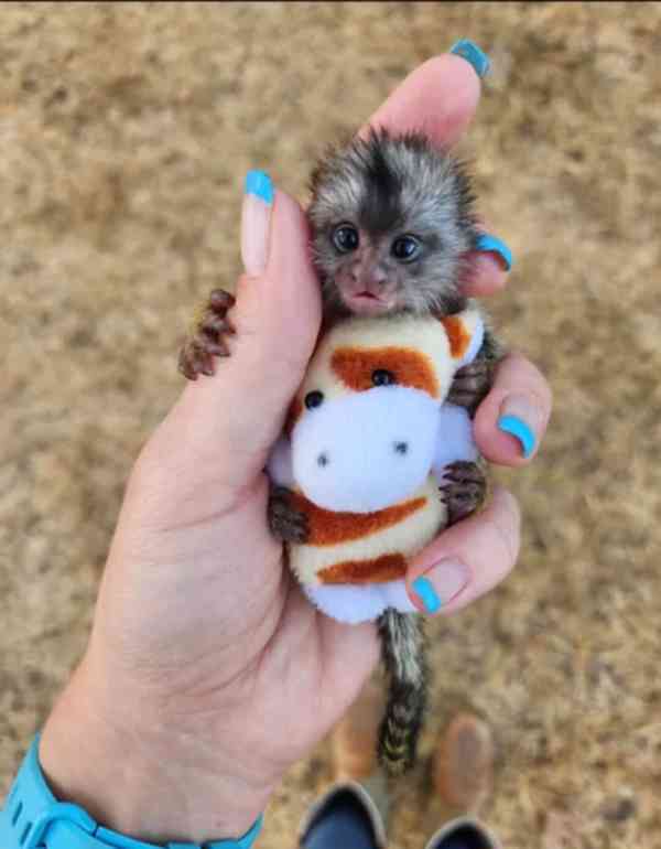 Roztomilý, zdravý opičák kosman k prodeji a adopci - foto 1