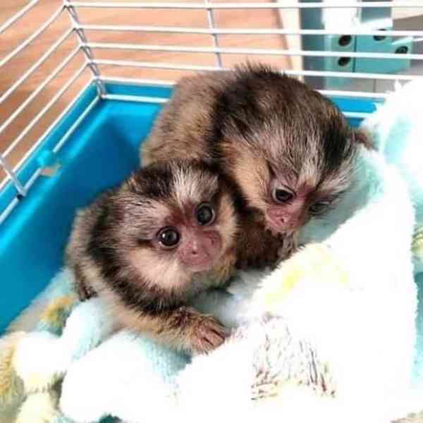 Roztomilý, zdravý opičák kosman k prodeji a adopci - foto 8