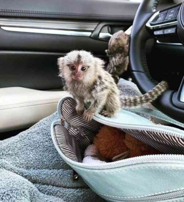 Roztomilý, zdravý opičák kosman k prodeji a adopci - foto 5